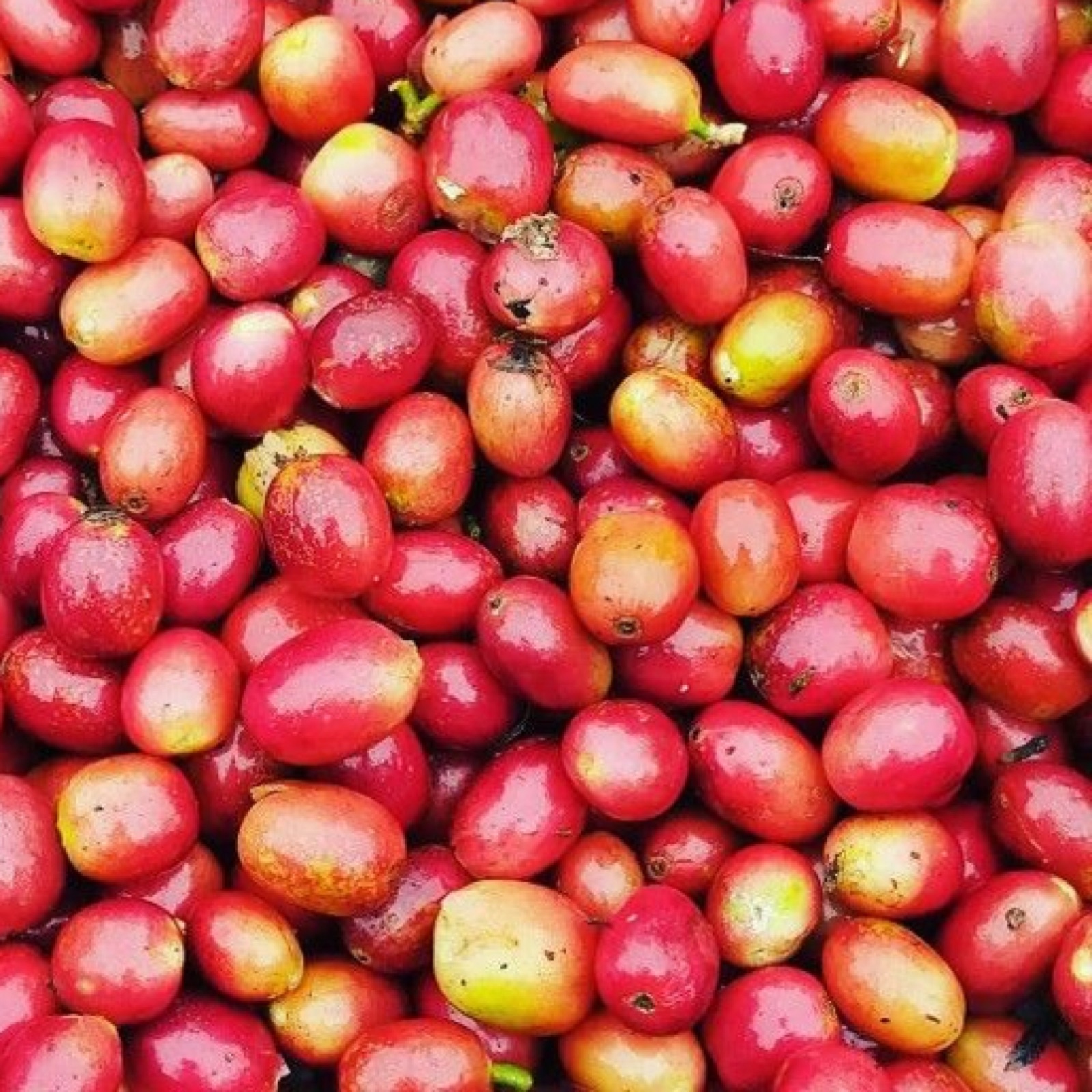 Cerezas de café